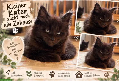 Maine Coon Kitten in Brown Tabby und Black Solid