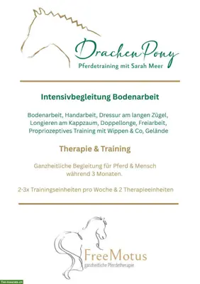 Pferde Intensivbegleitung Bodenarbeit über 3 Monate