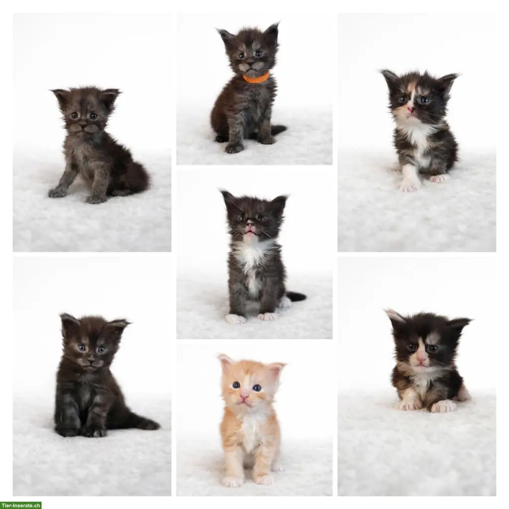 Maine Coon Kitten in liebevolle Hände abzugeben