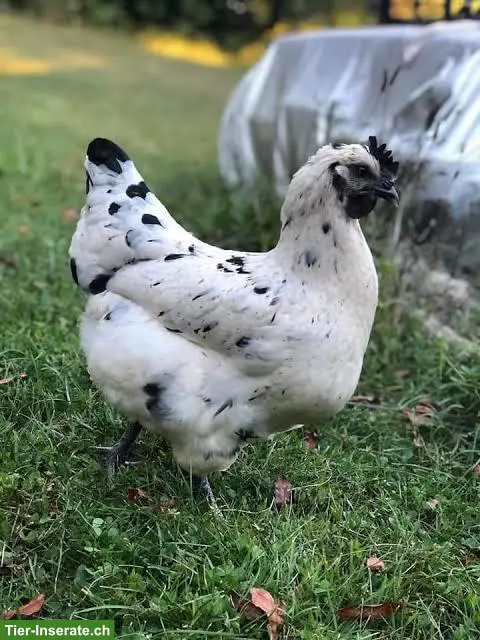 Bruteier "Zombie Chicken"