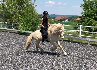 Luxusfreizeitpferd in Sonderfarbe smokycream