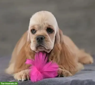 1-jährige American Cocker Spaniel Hündin mit FCI-Ahnentafel