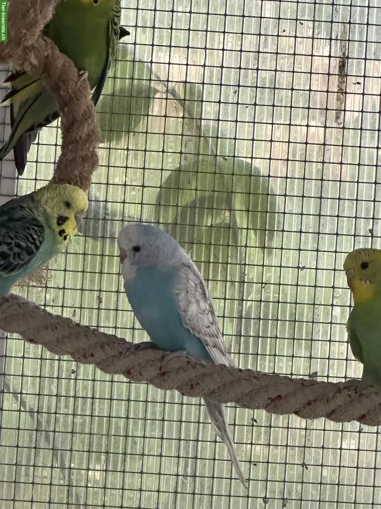 Schöne Wellensittiche und Babys