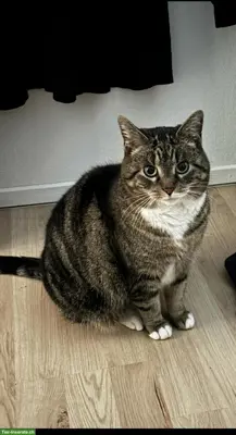 Katzen-Mama Lulu sucht Zuhause mit Freigang