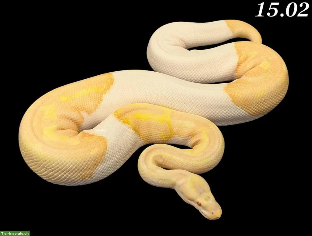 Diverse Königspythons (w/m) zur Abgabe