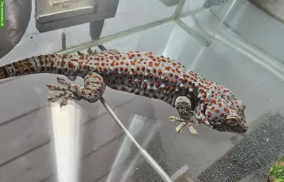 0.1 Tokeh Gekko, suche 1-2 Weibchen
