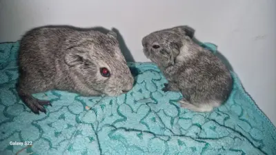 Junge Meerschweinchen