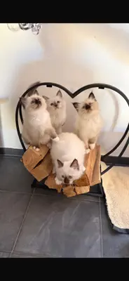 3 Heilige Birma Kitten (w)