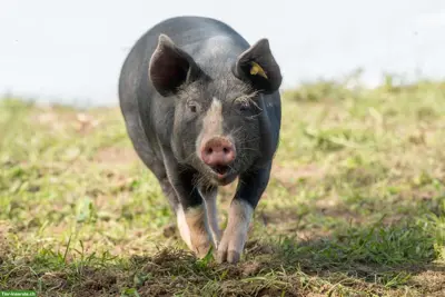 2 Berkshire Ferkel zu verkaufen