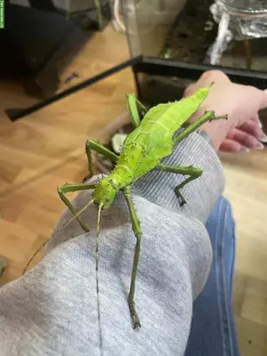 Heteropteryx Dilatata Babys abzugeben
