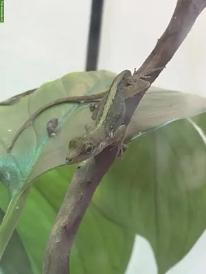 Anolis roquet summus 1.1 zu verkaufen