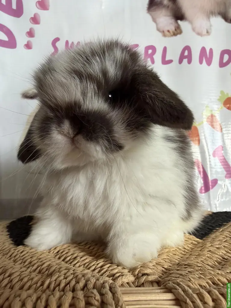 Junge Mini-Lops suchen ein neues Zuhause