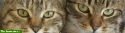 Biete Catsitting in 8707 Uetikon, Meilen und Männedorf