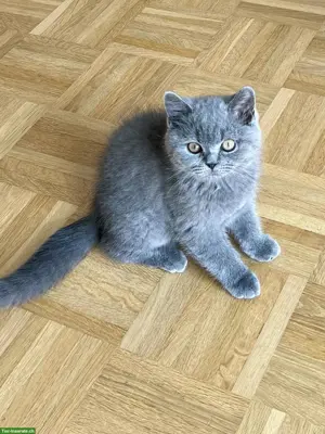Reinrassiges BKH Kitten, männlich