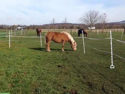 Suche nettes Pony/Pferd ans Futter
