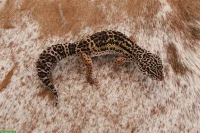Leopardgeckos mit Stammbaum aus Schweizer Zucht