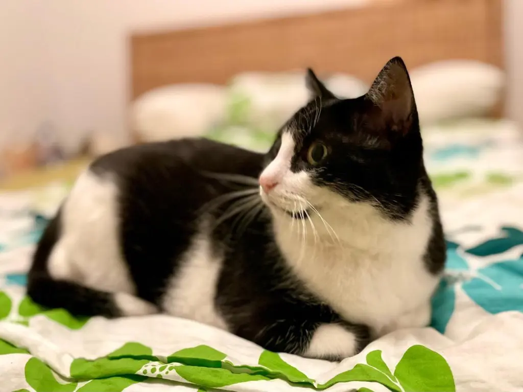 Liebevolles Zuhause für unseren Kater gesucht