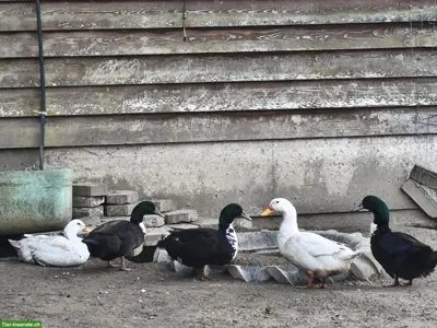 Pommernenten Erpel zu verkaufen