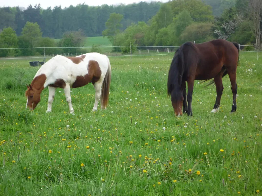 Suche Hof, Scheune oder Stall zur Pacht (Region 9405 Wienacht-Tobel +10km)