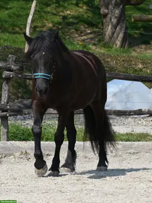 Gesucht: Offenstallplatz für Wallach in der Region oberer Zürichsee