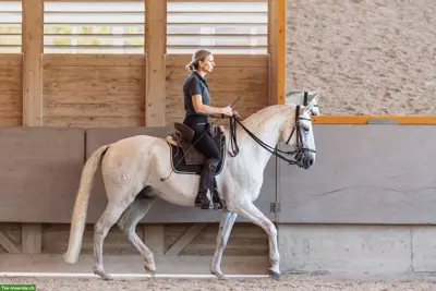 Reitunterricht: Gesundes Pferdetraining nach klassischen Grundsätzen