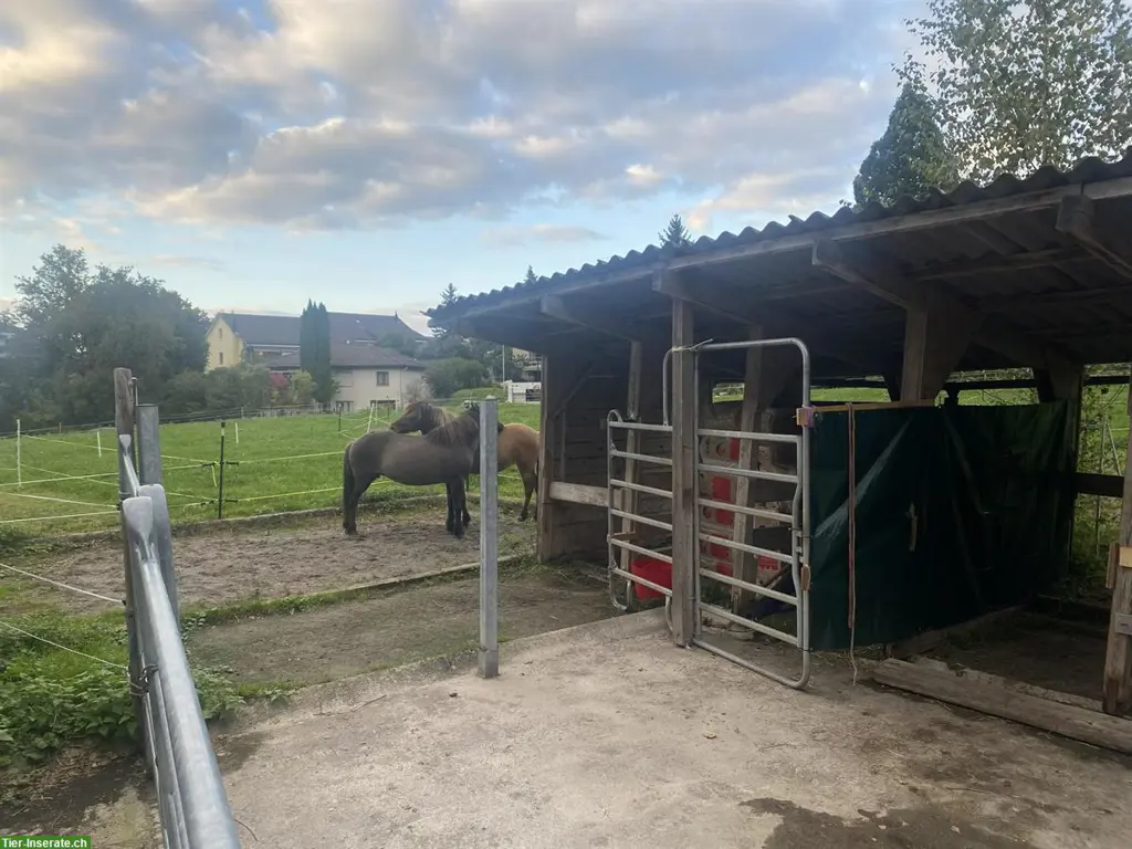 Teilversorger für 2 Pferde in Uster im ZH-Oberland
