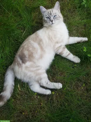Wunderschöner BKH x Ragdoll Mix Deckkater mit blauen Augen