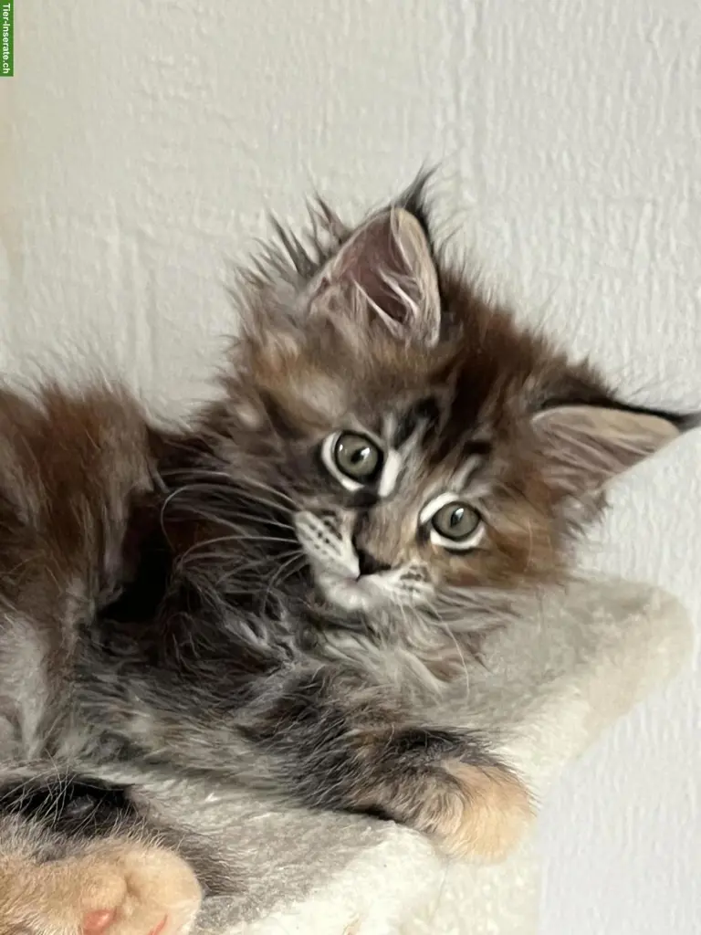 Reinrassige Maine Coon Kitten