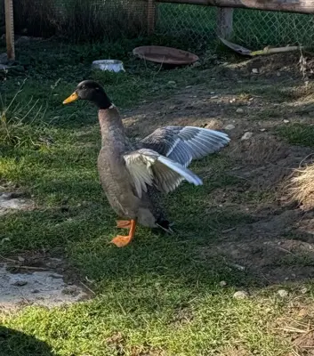 Enten