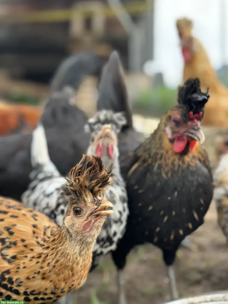 Wunderschöne Appenzeller Spitzhauben zu verkaufen