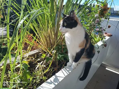 Für Ihre Tiere & Pflanzen: Catsitter/Housesitter in Rafz ZH