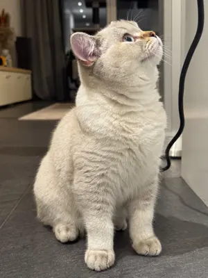 Britisch Kurzhaar – Deckkater
