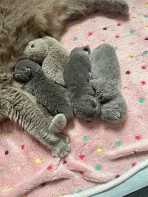 Reinrassiges BKH Kittens abzugeben
