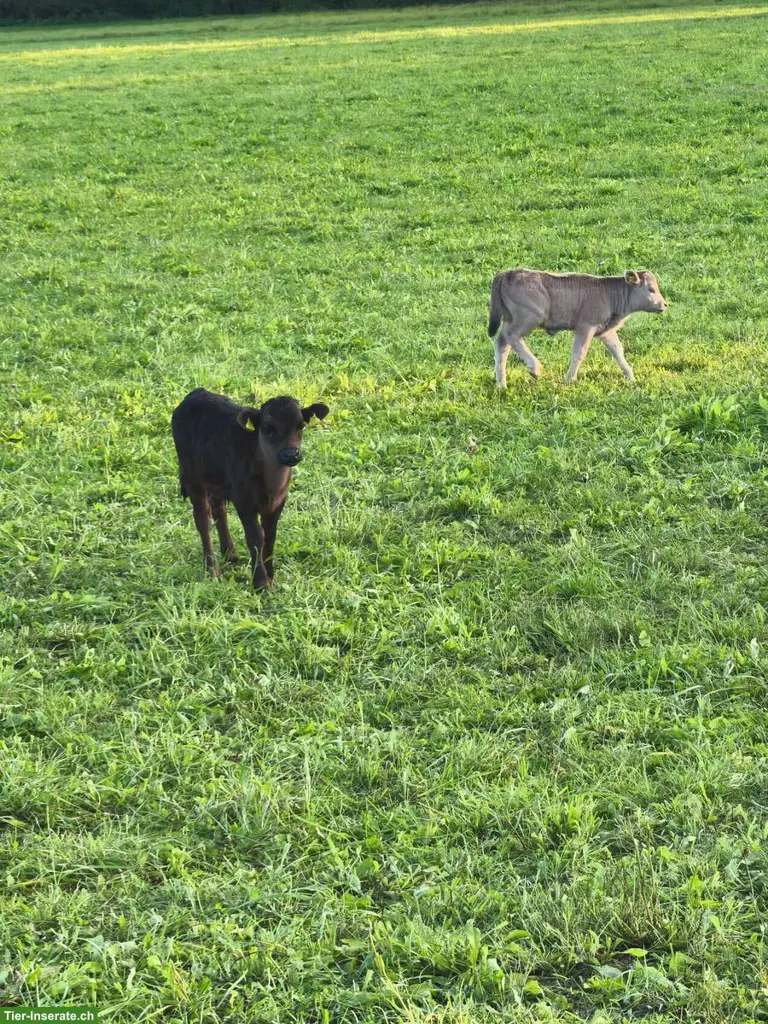 Dahomey Zwergrind Stier, schwarz