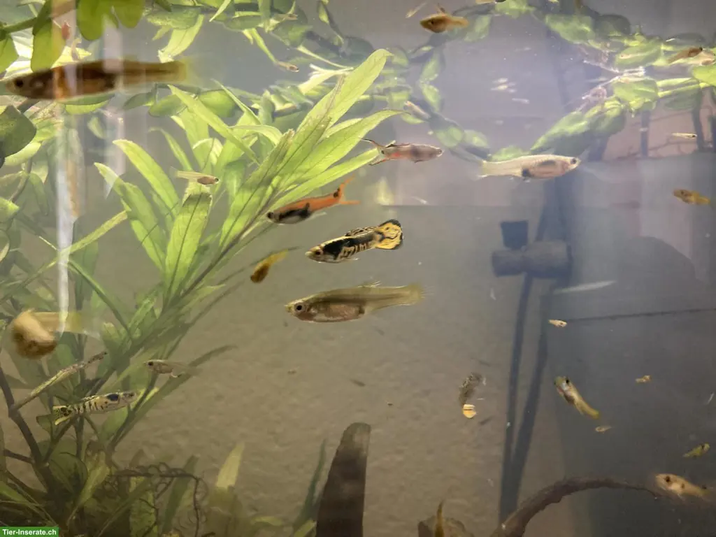 Endler Guppys abzugeben