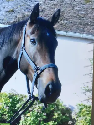 Vollblutstute Elenya sucht Platz als Beistellpferd