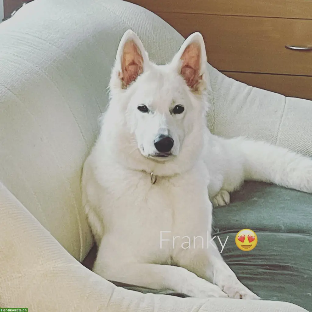 Hundesalon in Oftringen mitte Aargau