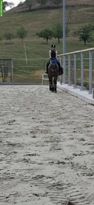 Suche Reitbeteiligung nähe Seewen/Hochwald SO