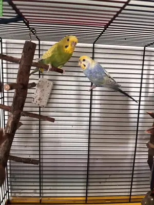 Wellensittiche Coco & Mango zu verkaufen