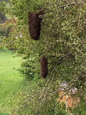 Bienenschwärme & Ableger zu verkaufen