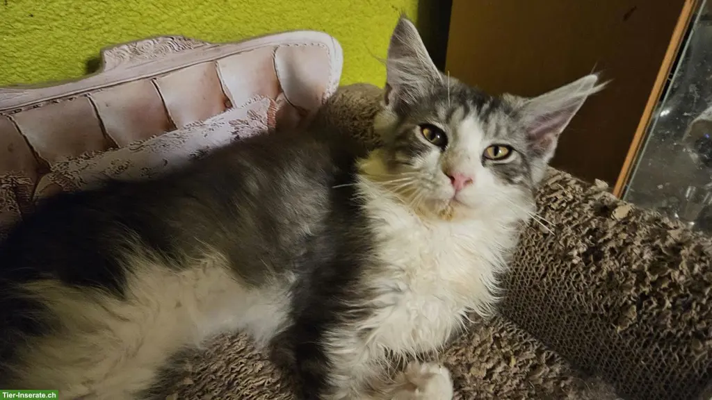 Junger Maine Coon Kater "Yadu"