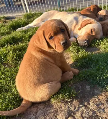 Labrador Welpe mit Abstammungspapieren