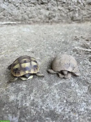 2 Griechische Landschildkröten für Aussengehege-Haltung