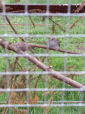 20 Diamanttäubchen