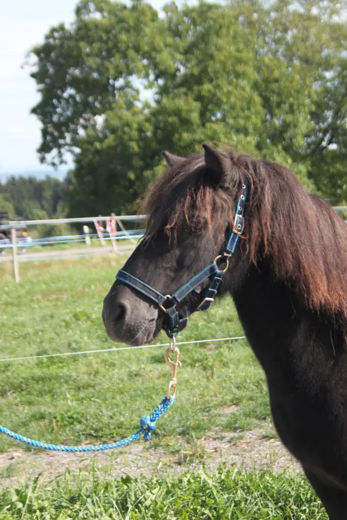 Hübsche 10 jährige Ponystute