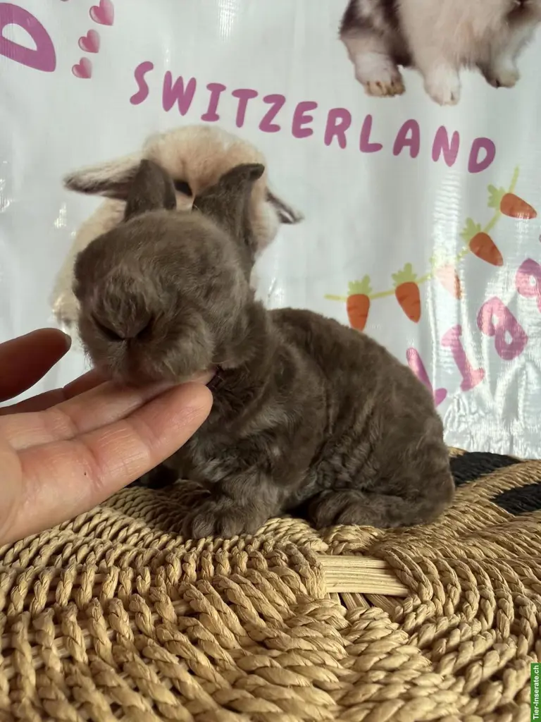 Junge Mini Löwenkopf Plüsch + Mini Löwenkopf