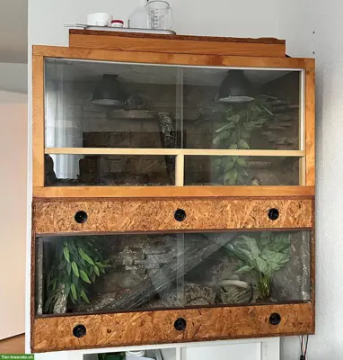 Leopardgecko mit Terrarium Komplettset zu verkaufen