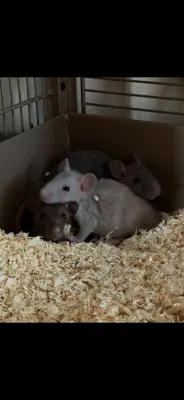 3 männliche Ratten inkl. großem Käfig