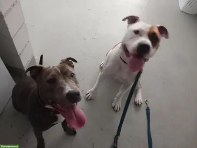 Suche Ferienplatz für Amstaff-Rüde & Pitbull-Mischlingshündin