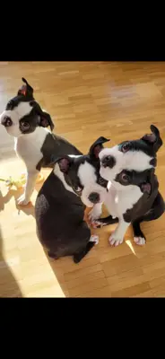 Boston terrier Welpen zu verkaufen
